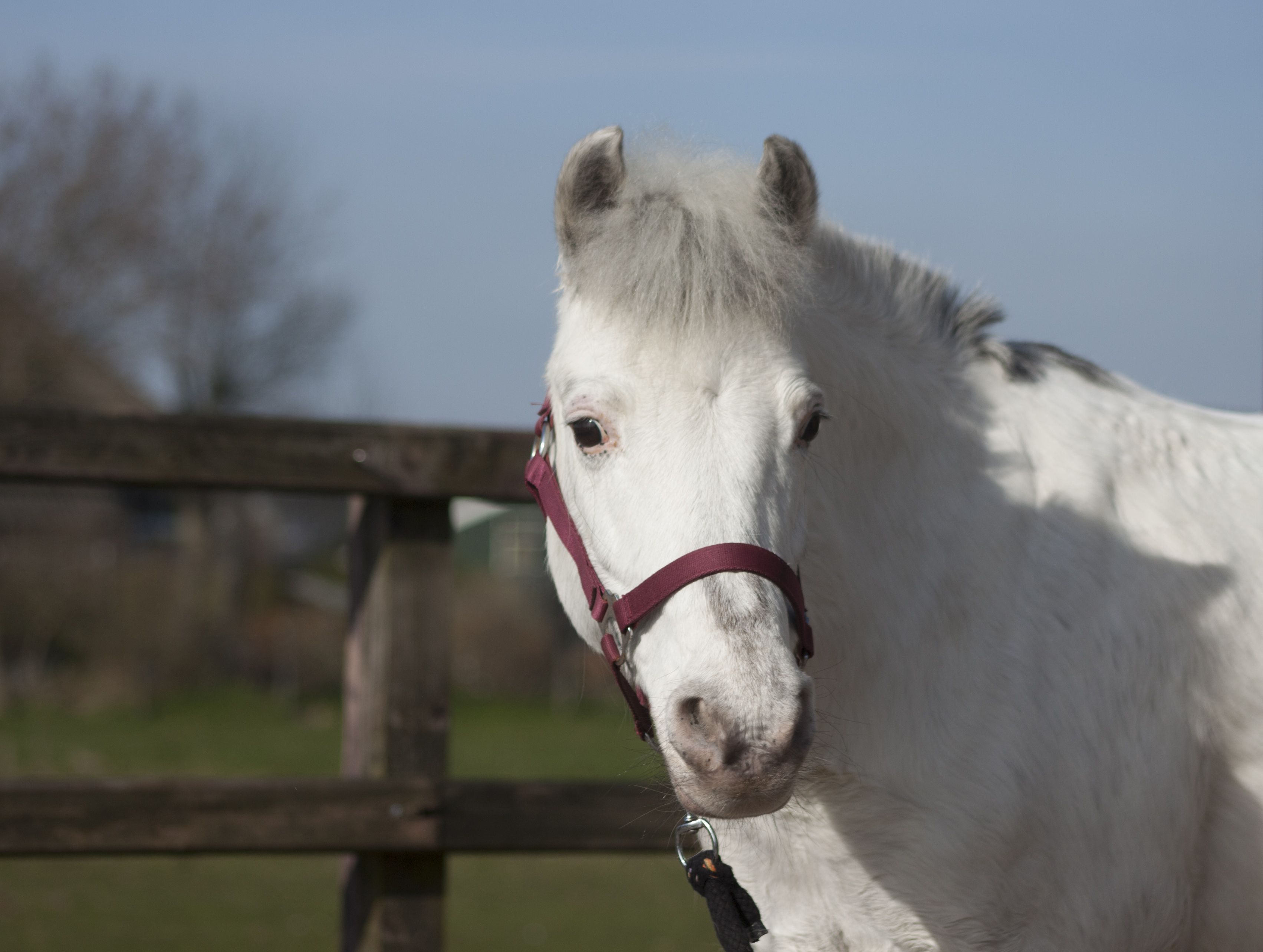 paard van het jaar