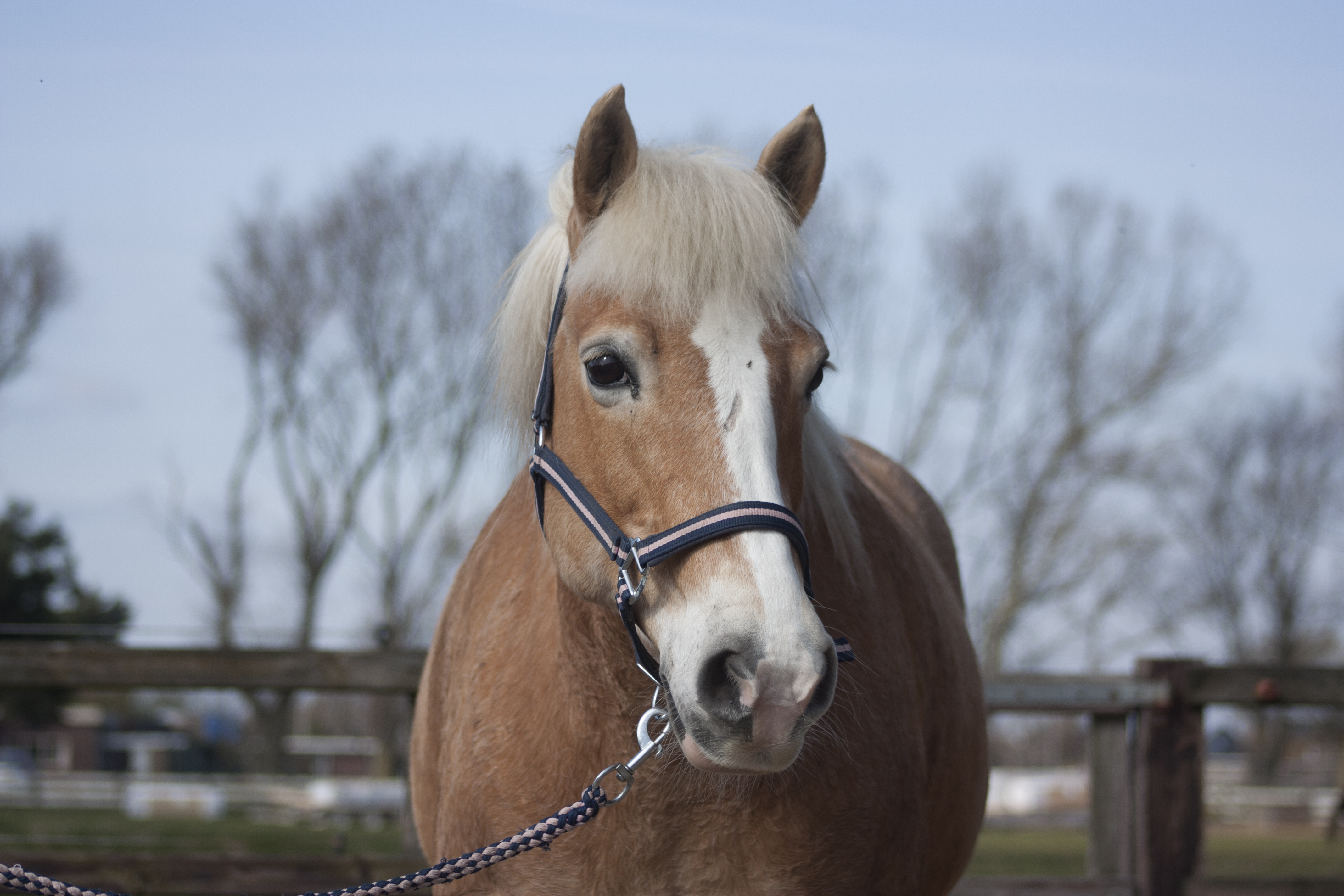 Home Paardrijden bij Manege de Hoef