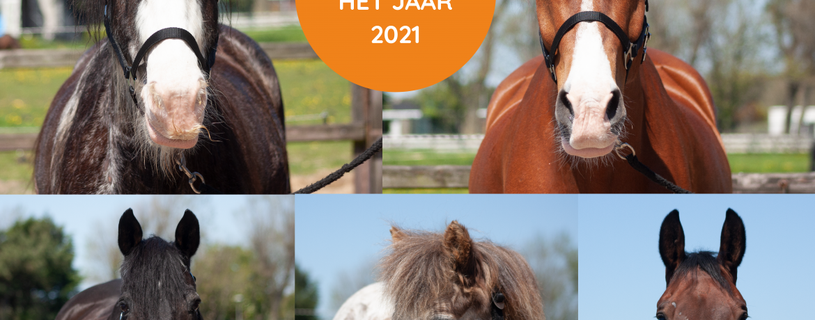 paard van het jaar 2021