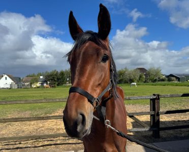 Arahni manege de hoef